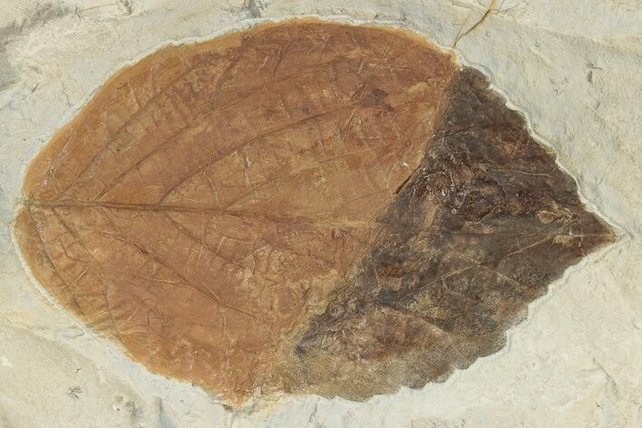 Fossil Leaf (Beringiaphyllum) - Montana #226166